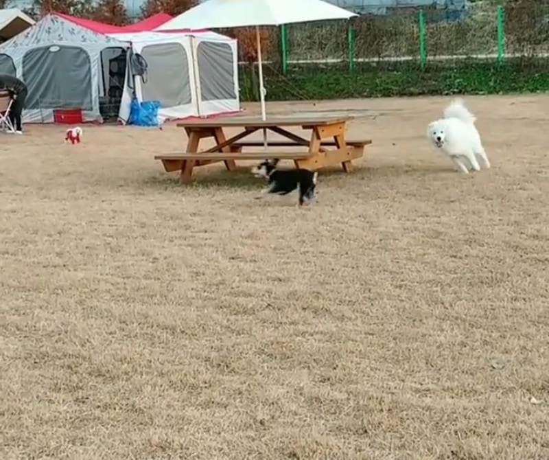 랩도그빌애견캠핑장 시설 사진 27