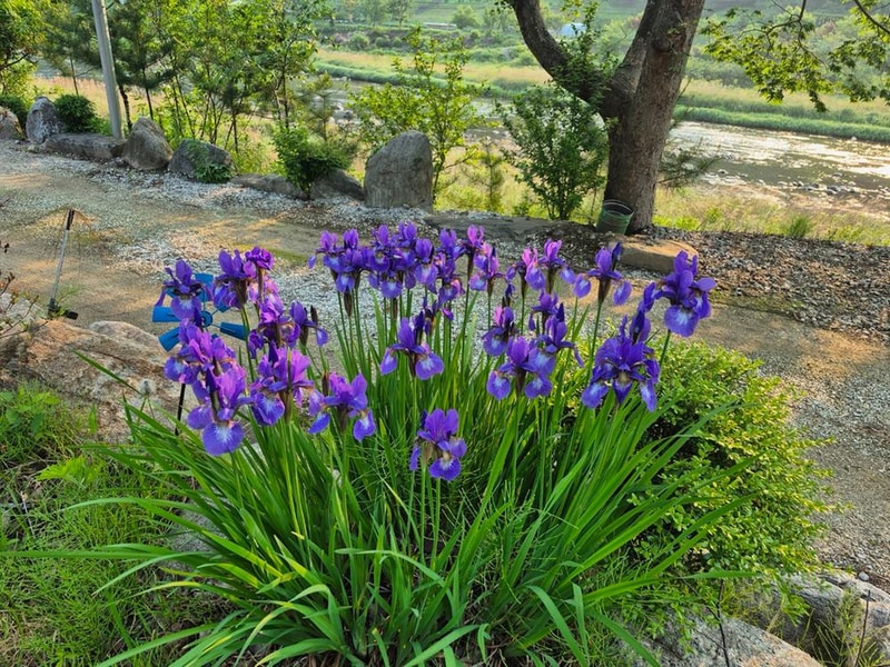 파인트리캠핑장 시설 사진 22