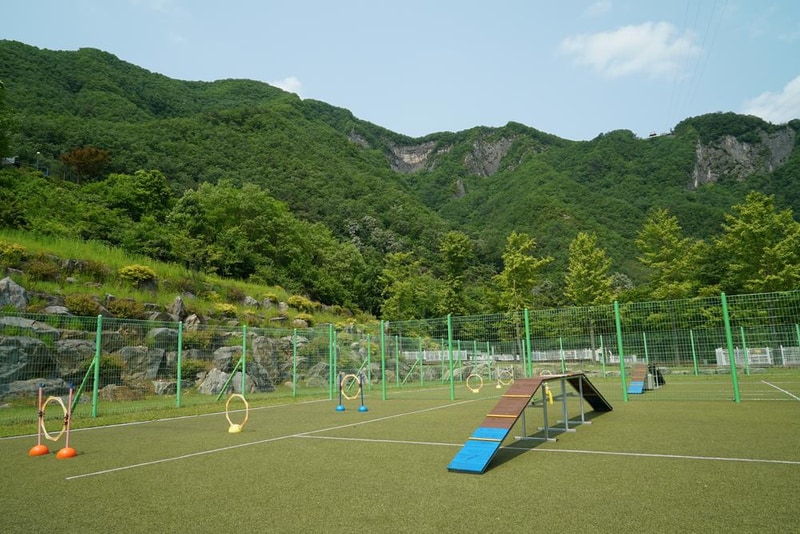 정선군생태체험학습장야영장 펫 동반 캠핑장 시설 사진 11