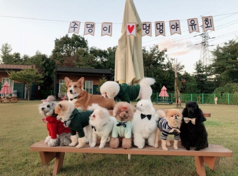 랩도그빌애견캠핑장 시설 사진 1