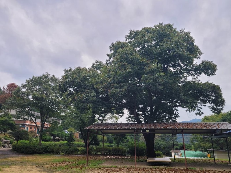 산수향 야영장 시설 사진 17