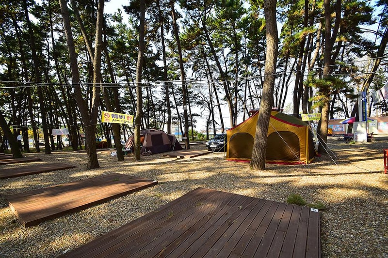 춘장대 중앙솔밭캠핑 시설 사진 6