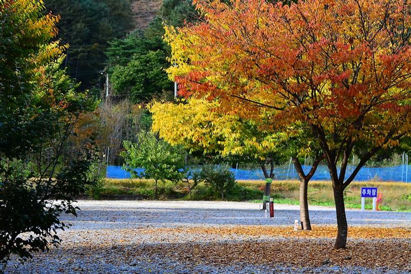 그린콩 캠핑장 대표 사진