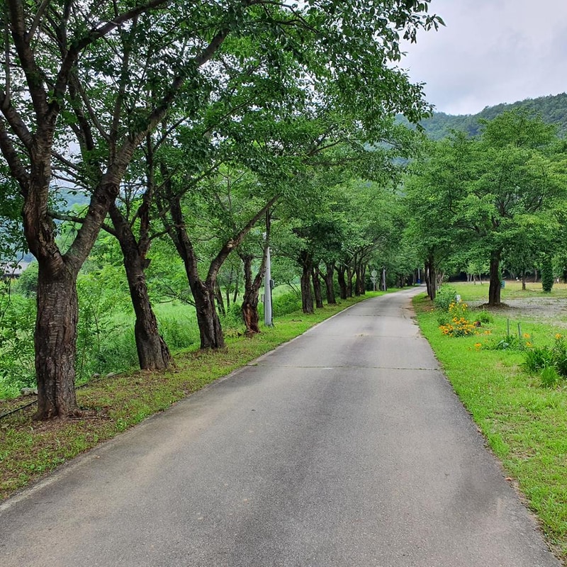 강원 홍천 알프스밸리 캠핑나라 글램독 시설 사진 19