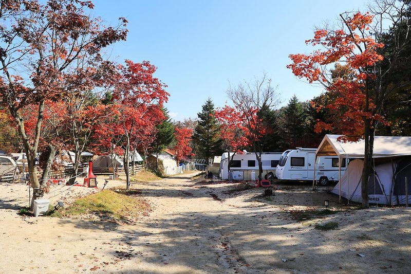 위드독스in포천 시설 사진 13