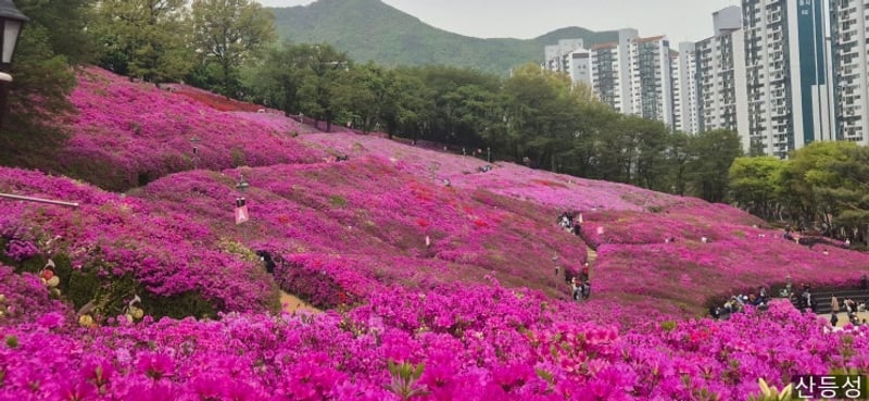 철쭉동산