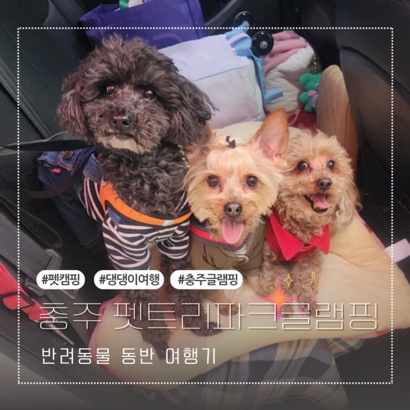 펫 트리파크 대표 사진