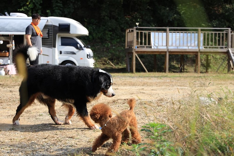 링크독애견파크 글램핑&오토캠핑장 시설 사진 21
