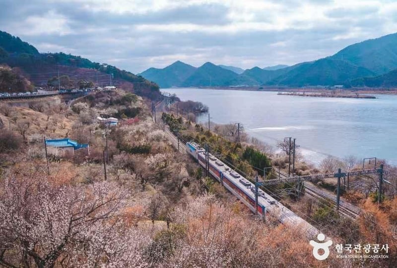 순매원