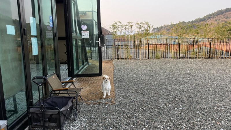 신스 펫 앤 키즈글램핑 대표 사진