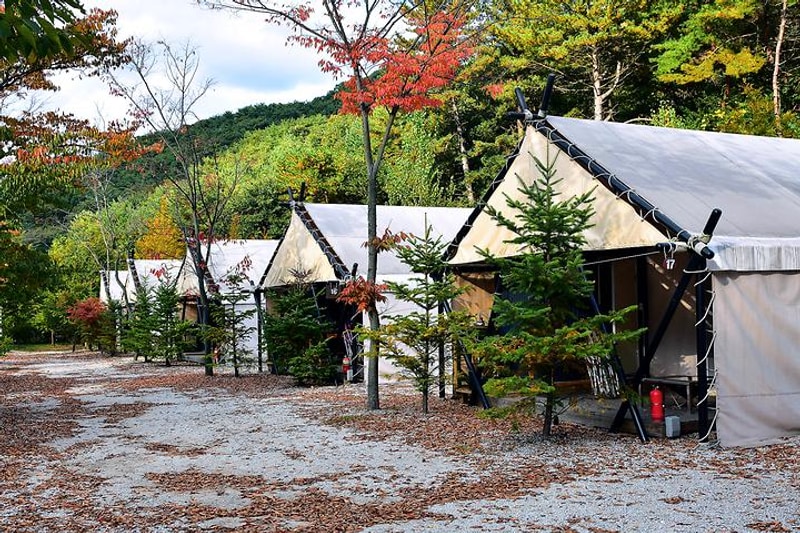 자일랜드 대표 사진