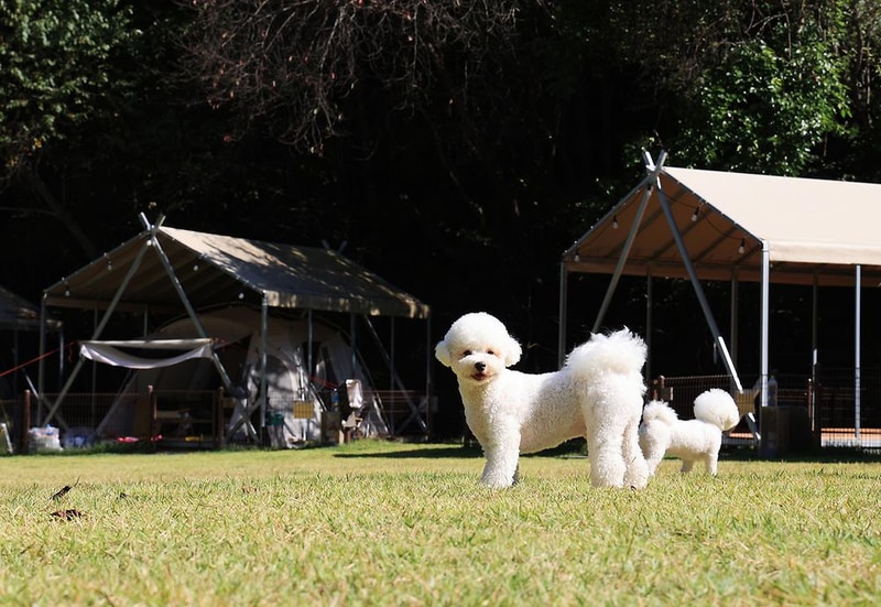 캠핑중DOG 시설 사진 1