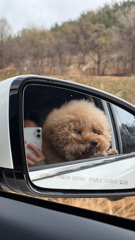 애견동반 가능 캠핑 - 의성 단밀숲속야영장