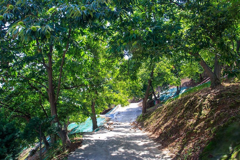 천안밤나무골 가족캠핑농원 시설 사진 15