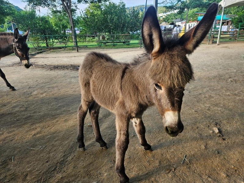 마차박물관 어린이체험 캠핑장 시설 사진 25