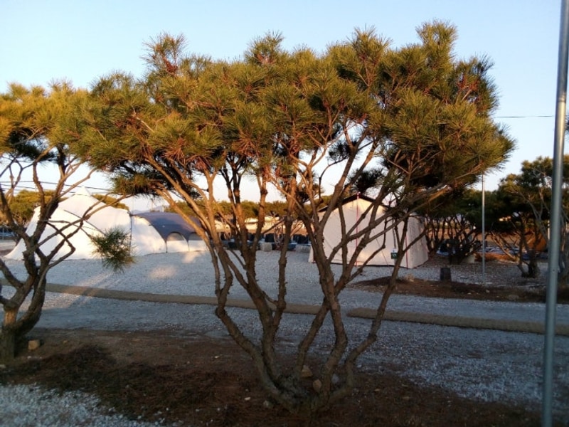 소나무 캠핑장