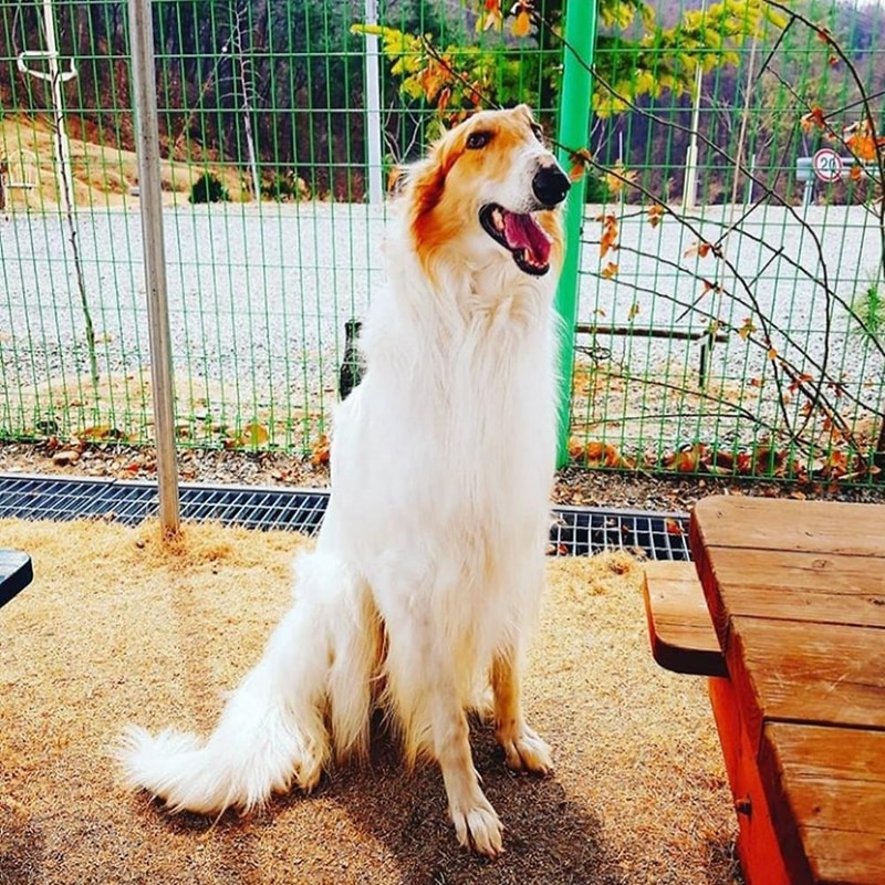 랩도그빌애견캠핑장 시설 사진 18