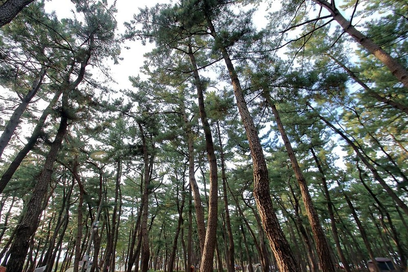연곡해변 솔향기캠핑장 시설 사진 23