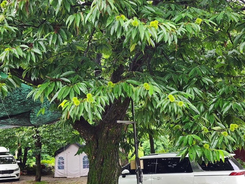 약사밤나무집 캠핑장 시설 사진 10