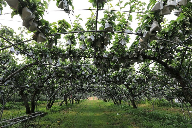 사과랑 관광농원 시설 사진 14