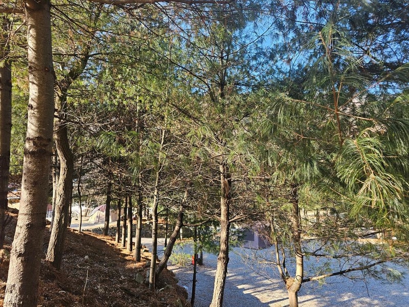 (에드203) 플라네캠핑장 시설 사진 4