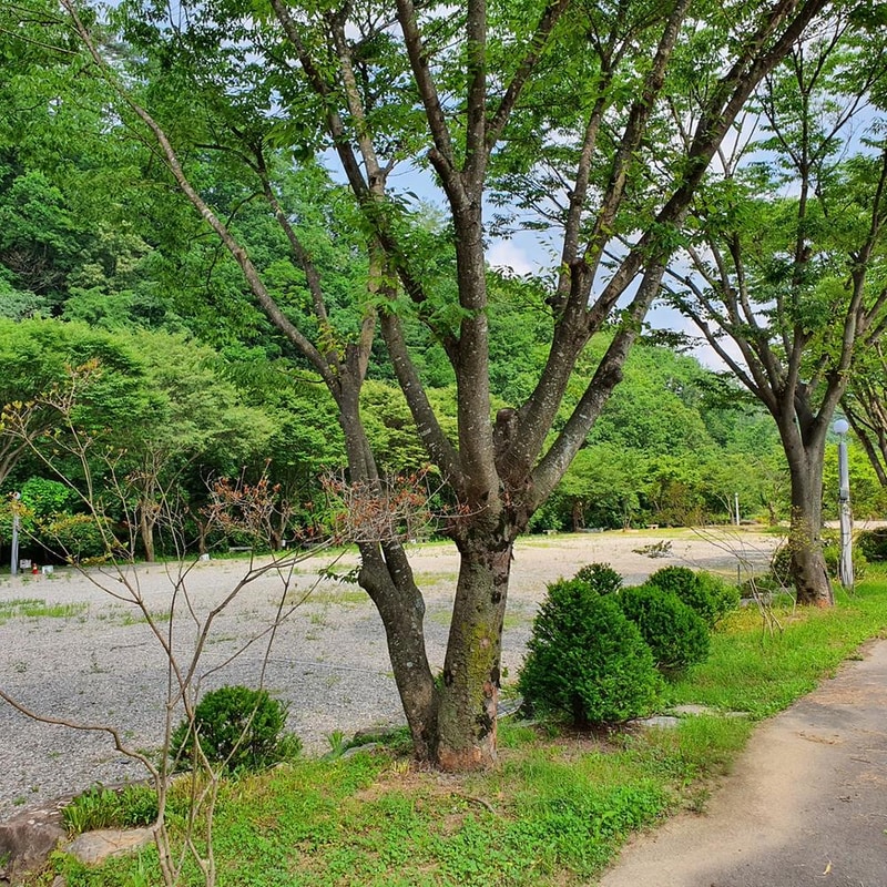 강원 홍천 알프스밸리 캠핑나라 글램독 시설 사진 15