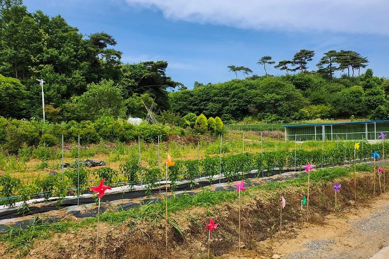 푸르미르 관광농원 시설 사진 9