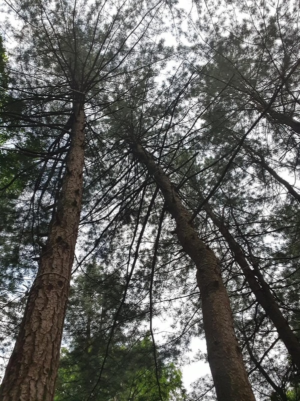 단양 천동계곡 캠핑장 그린농원 시설 사진 10