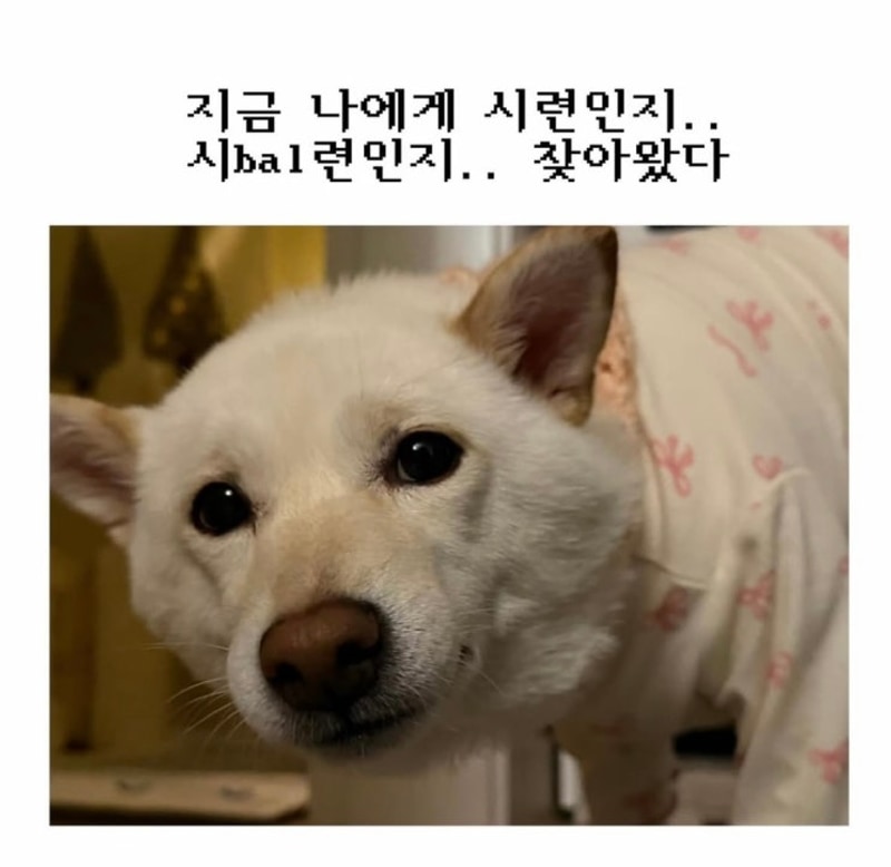 사계돔글램핑 대표 사진