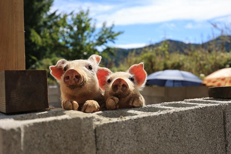 라만차의 돈키호테 캠핑장 시설 사진 14