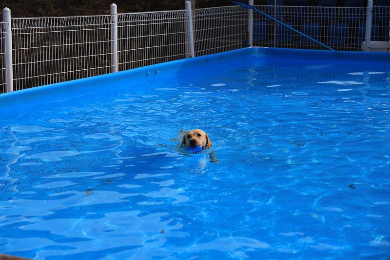 링크독애견파크 글램핑&오토캠핑장 시설 사진 7