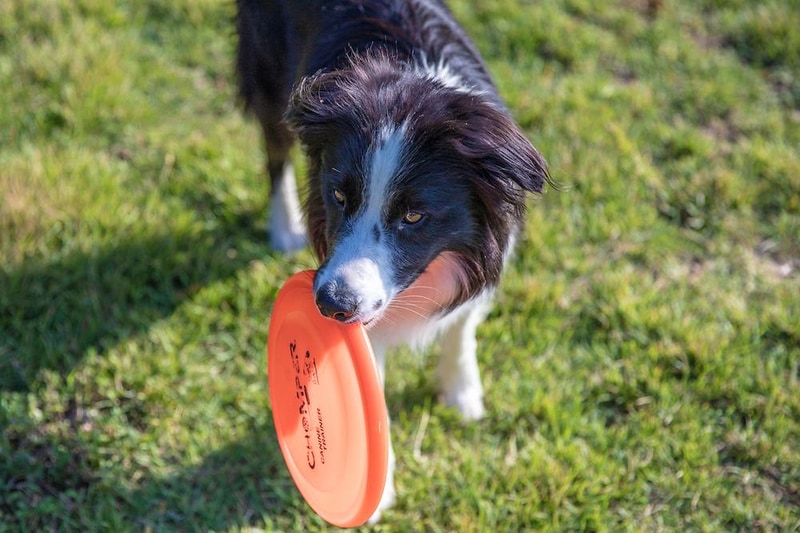 개차반캠핑장 시설 사진 15