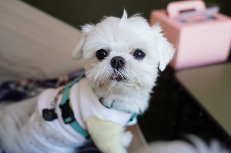 여우하우야영장