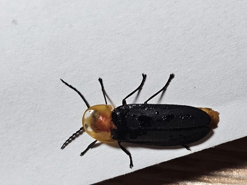 단양 별마루캠핑장 시설 사진 13