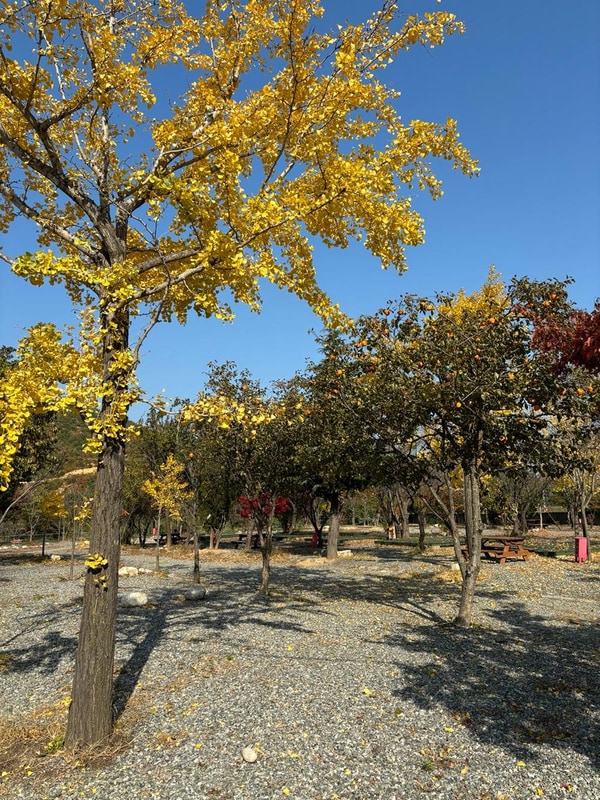 양양 고인돌 캠핑장 시설 사진 4
