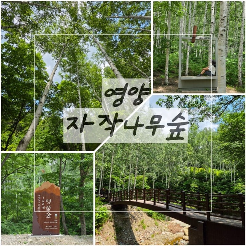 영양 자작나무숲