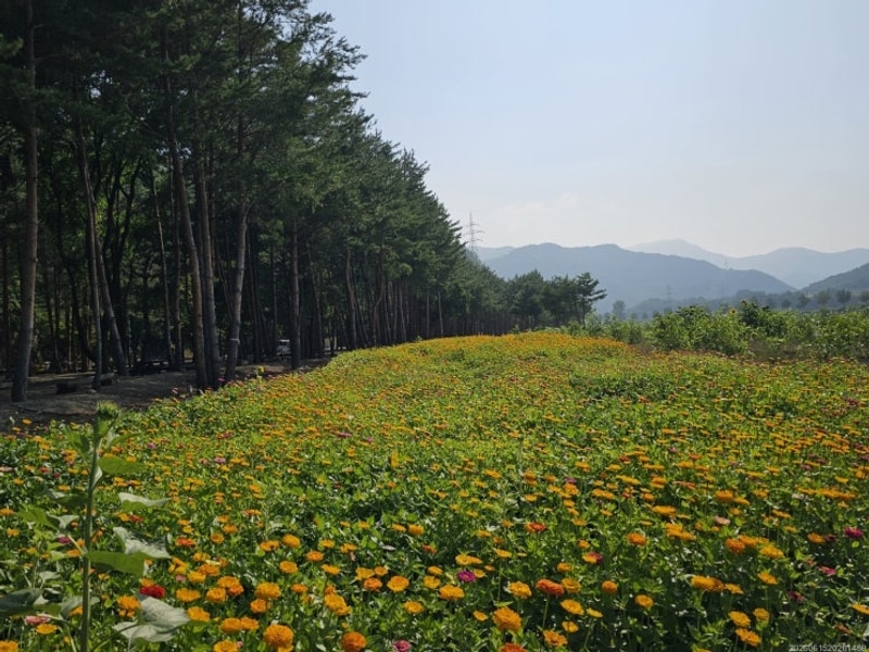 고요한 삼척캠핑장, 병풍바위야영장에서 만난 자연의 선물