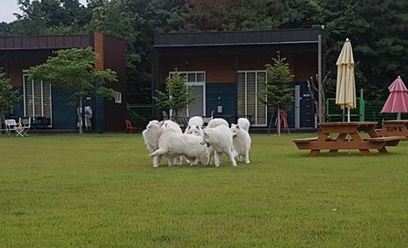 랩도그빌애견캠핑장 시설 사진 10