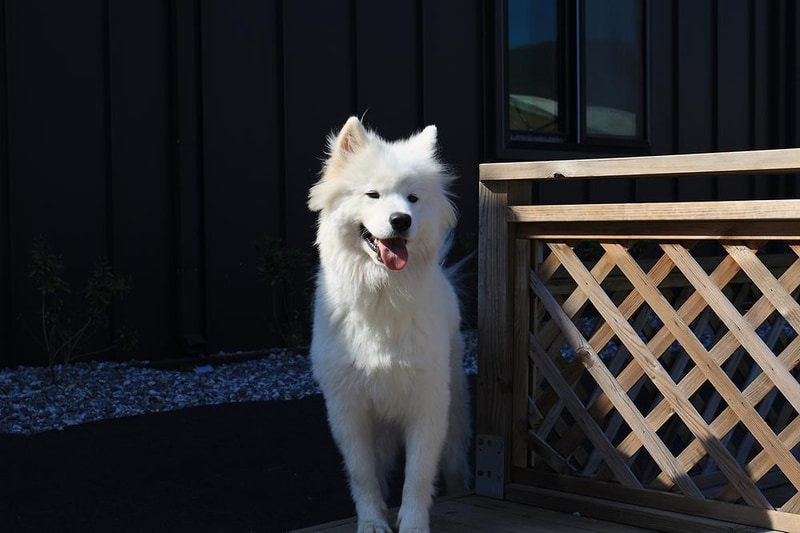 가평 댕댕이 애견 글램핑 앤 펜션 시설 사진 14