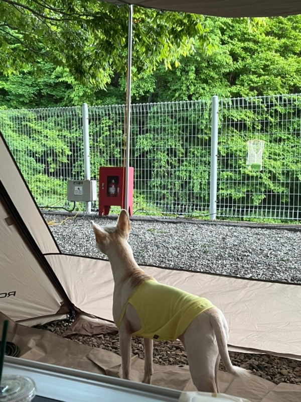 캠프 포레스트