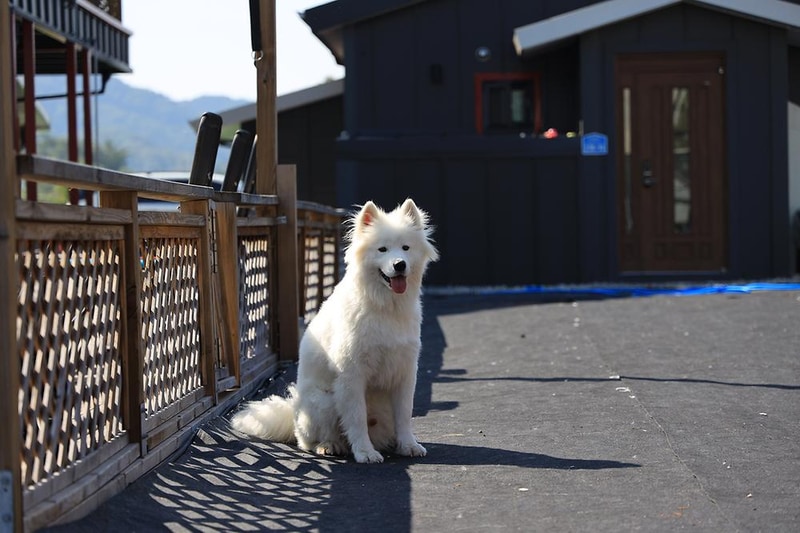 가평 댕댕이 애견 글램핑 앤 펜션 시설 사진 5