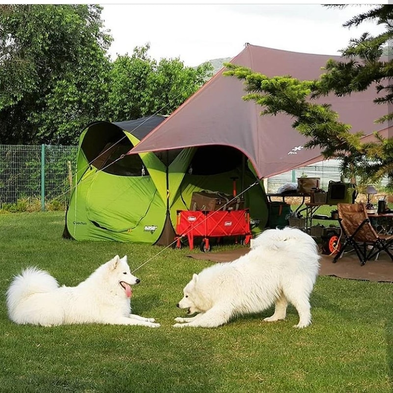 랩도그빌애견캠핑장 시설 사진 19