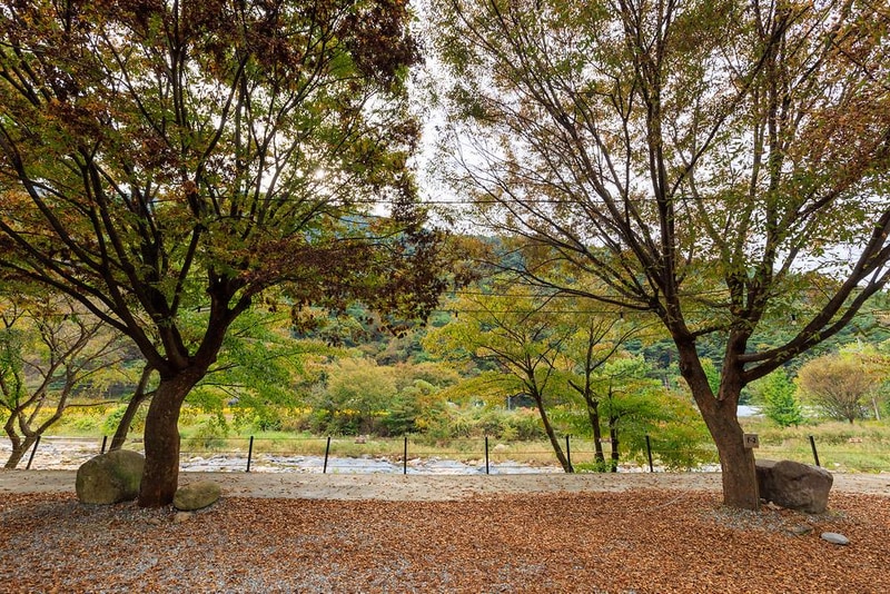 포레스트캐빈앤캠프 시설 사진 18