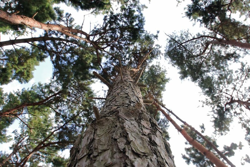 솔내음 야영장 시설 사진 2