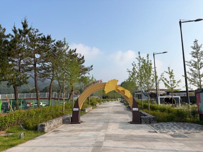 원주 반계리 은행나무