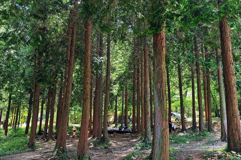 국립남해편백자연휴양림 시설 사진 12