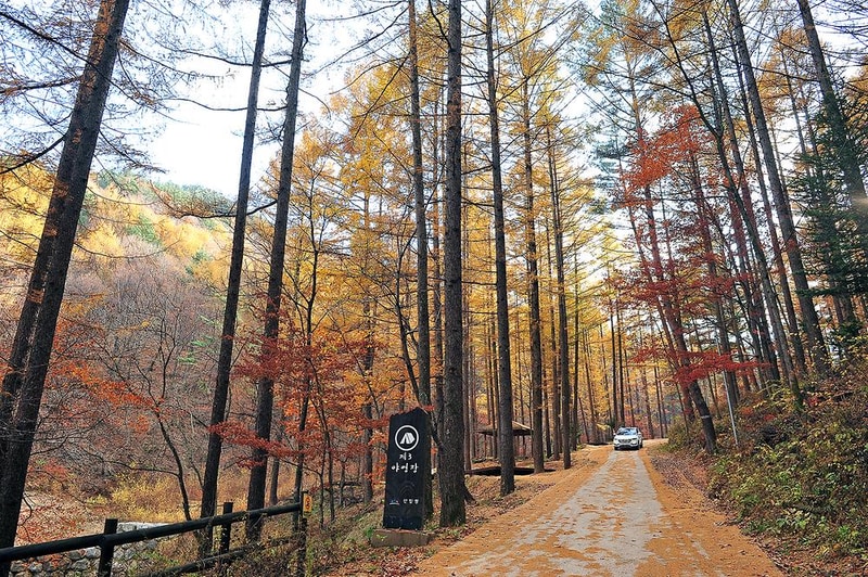 국립청옥산자연휴양림제1야영장 시설 사진 8