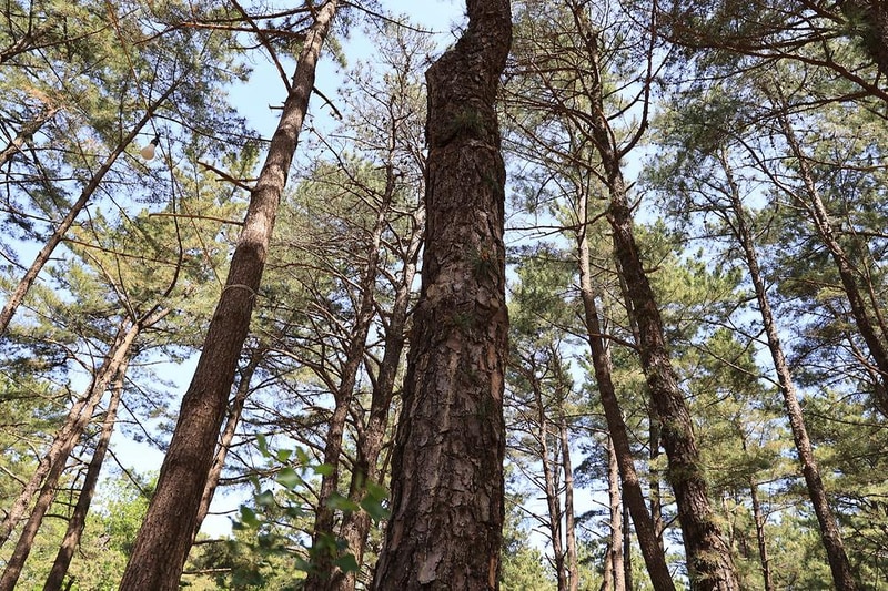 솔밭야영장 시설 사진 19