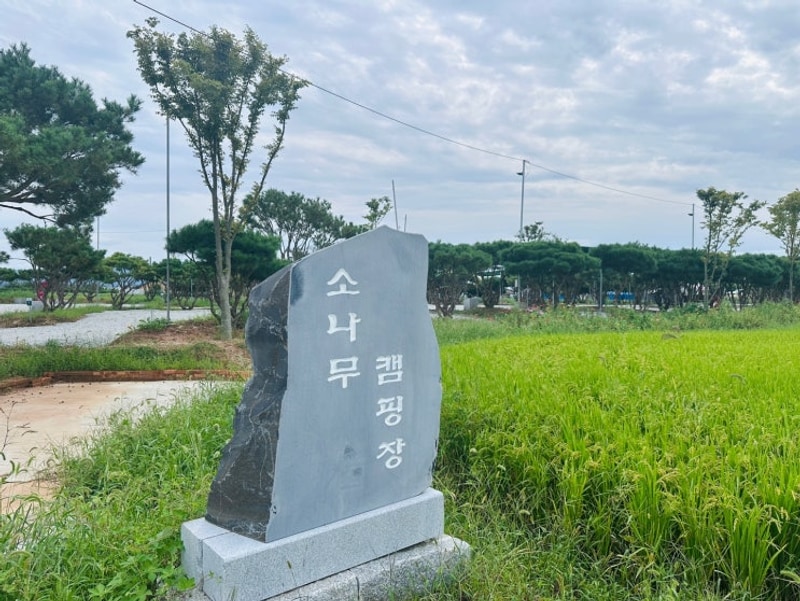 소나무 캠핑장 대표 사진