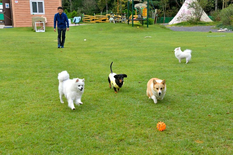 한별 도그파크 시설 사진 12